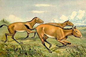О дивногорских лошадях расскажут в музее имени Крамского.